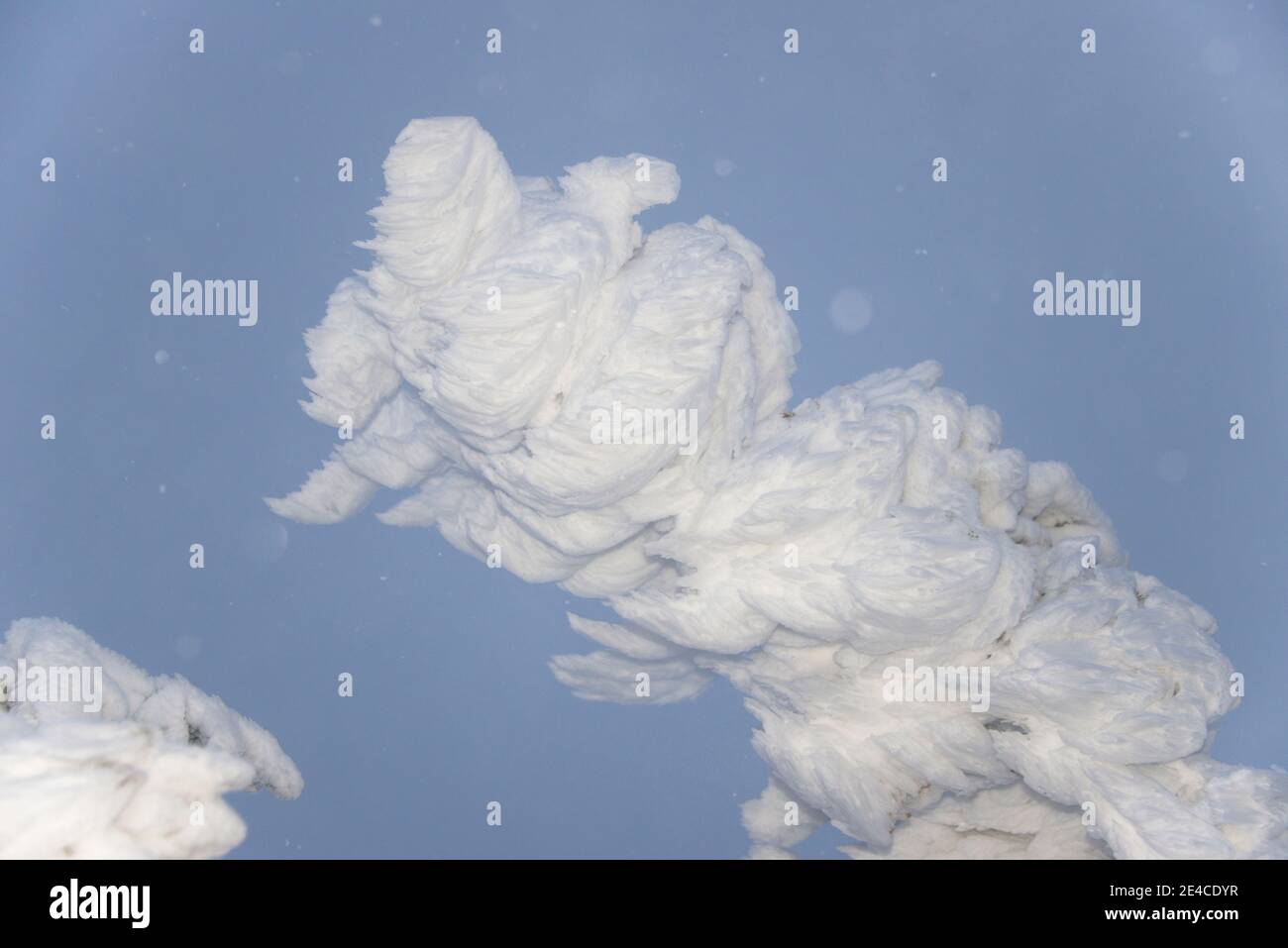 Snow-covered branch Stock Photo