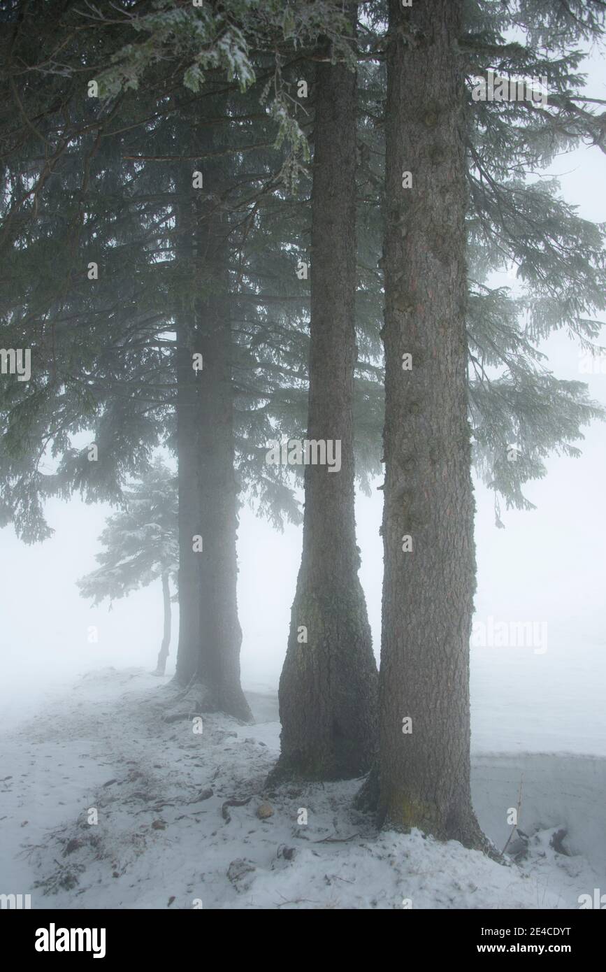 Tree silhouettes in fog Stock Photo - Alamy