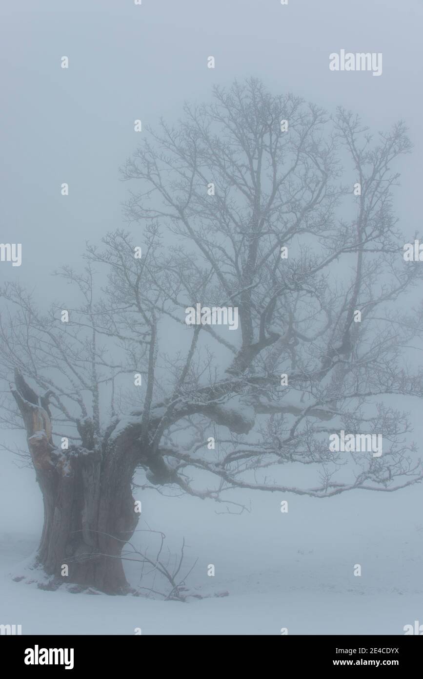 Tree silhouette in the fog Stock Photo - Alamy