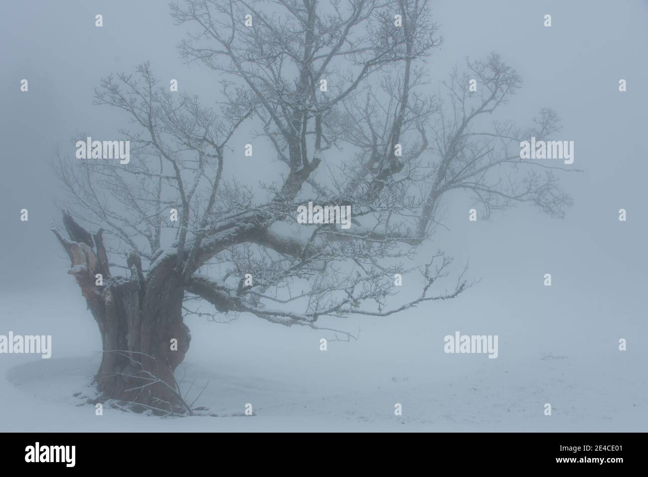Tree silhouette in the fog Stock Photo - Alamy