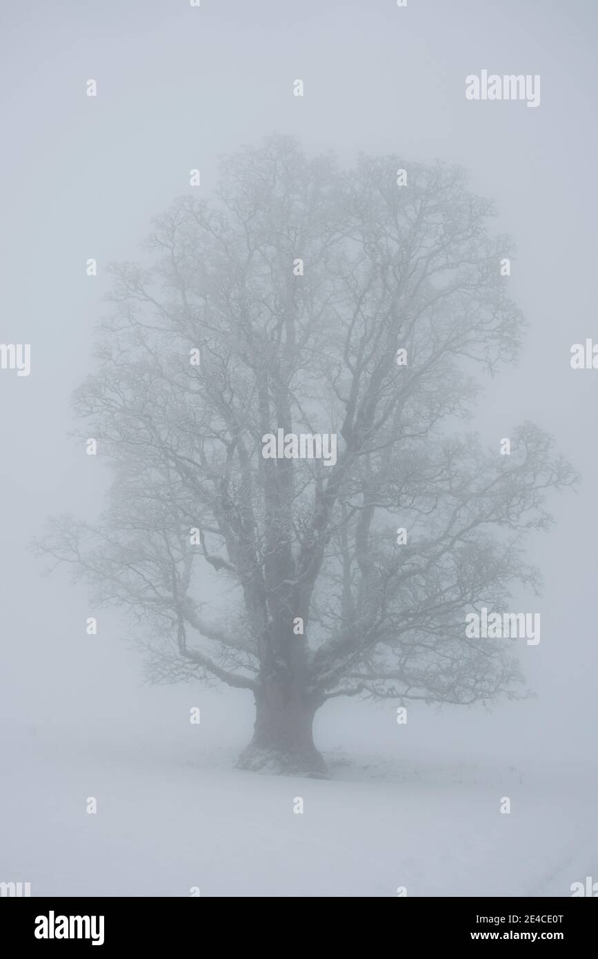 Tree silhouette in the fog Stock Photo
