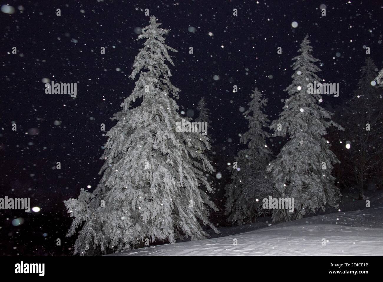 at night, snow-covered fir trees with light snowfall Stock Photo