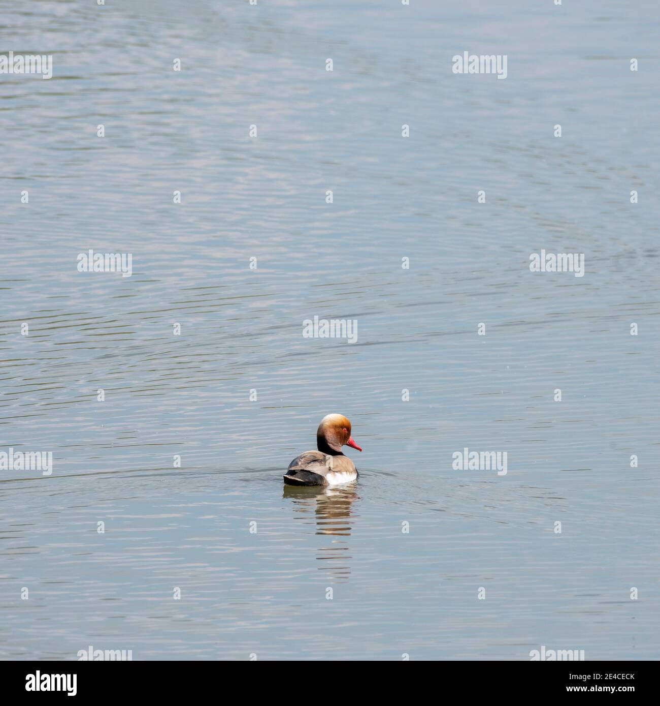Red pochard (Netta rufina), duck birds (Anatidae) in a lake. Stock Photo