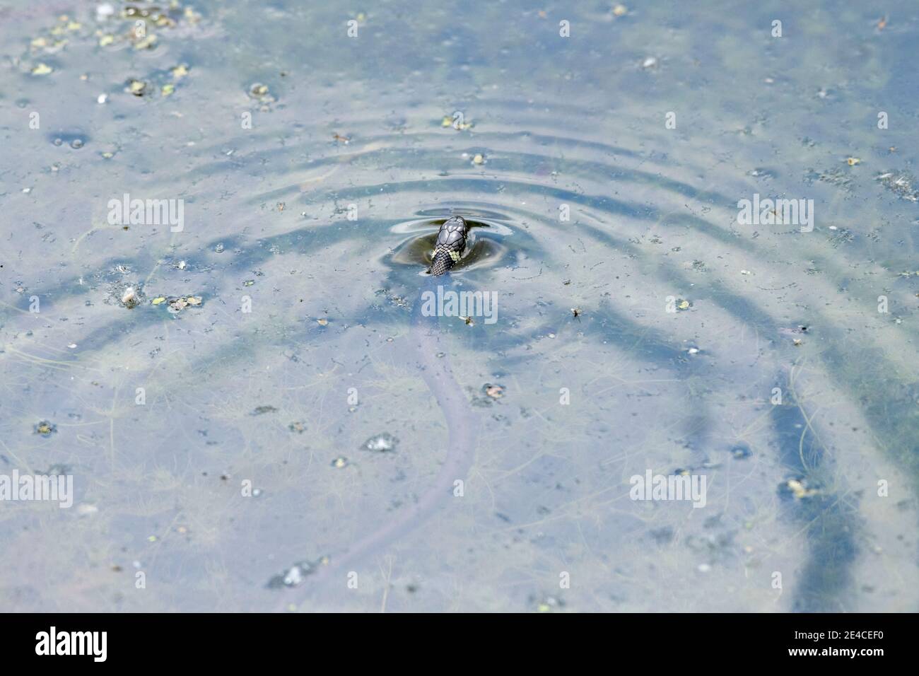 Grass snake (Natrix natrix), young grass snake in the water Stock Photo