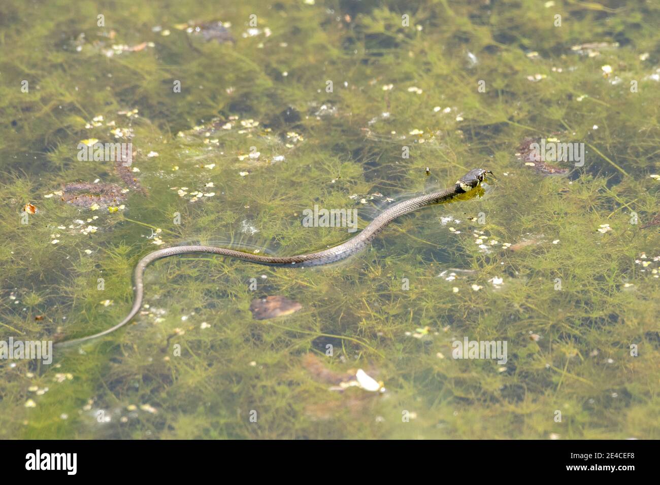 Grass snake (Natrix natrix), young grass snake in the water Stock Photo