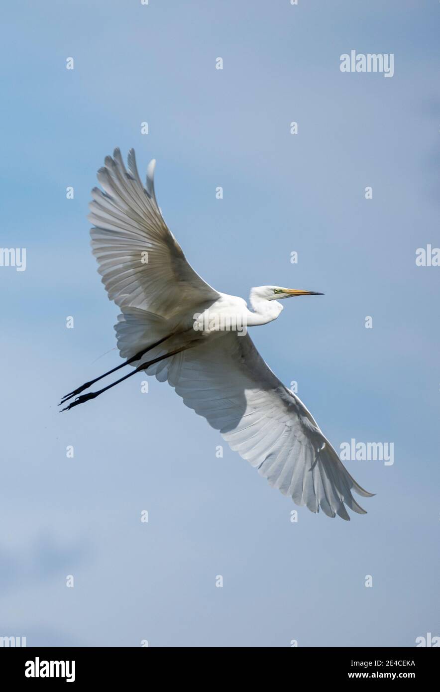 Germany, Baden-Wuerttemberg, Great Egret (Ardea alba, Syn .: Casmerodius albus, Egretta alba) in flight Stock Photo