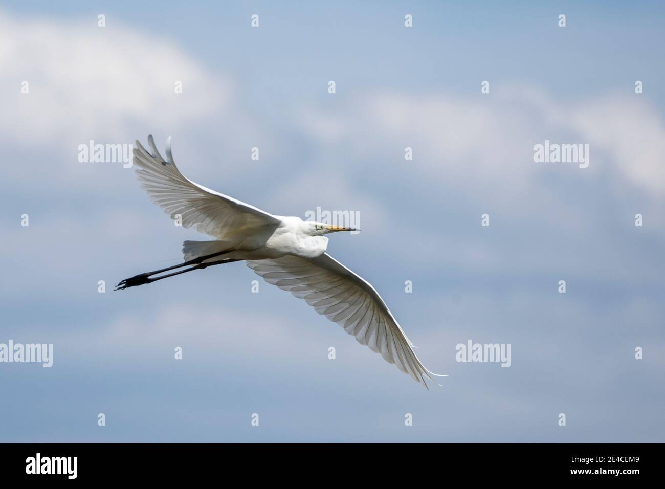 Germany, Baden-Wuerttemberg, Great Egret (Ardea alba, Syn .: Casmerodius albus, Egretta alba) in flight Stock Photo