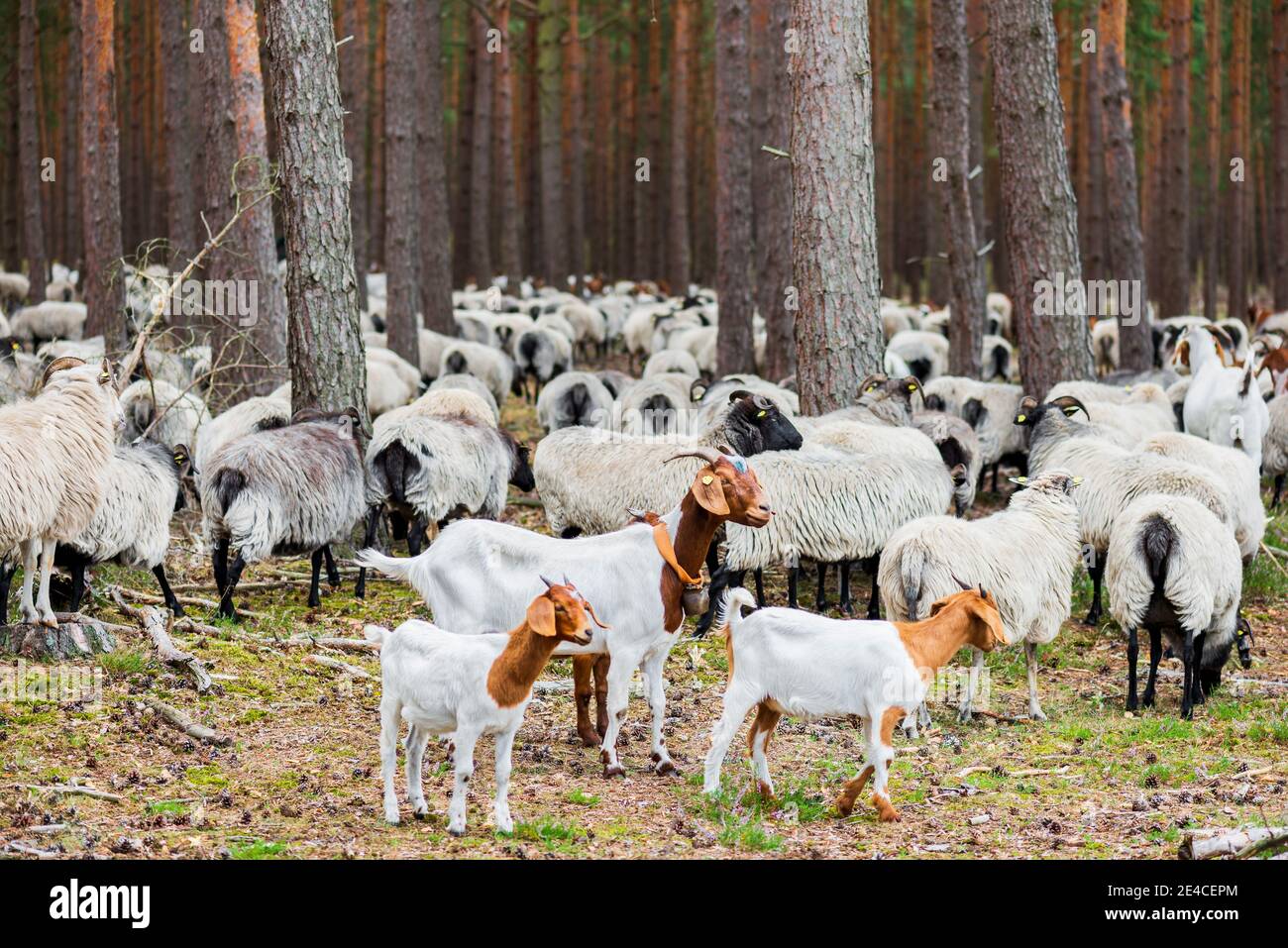 Goats and sheep in the Nemitzer Heide as landscape gardeners run through the pine trees Stock Photo