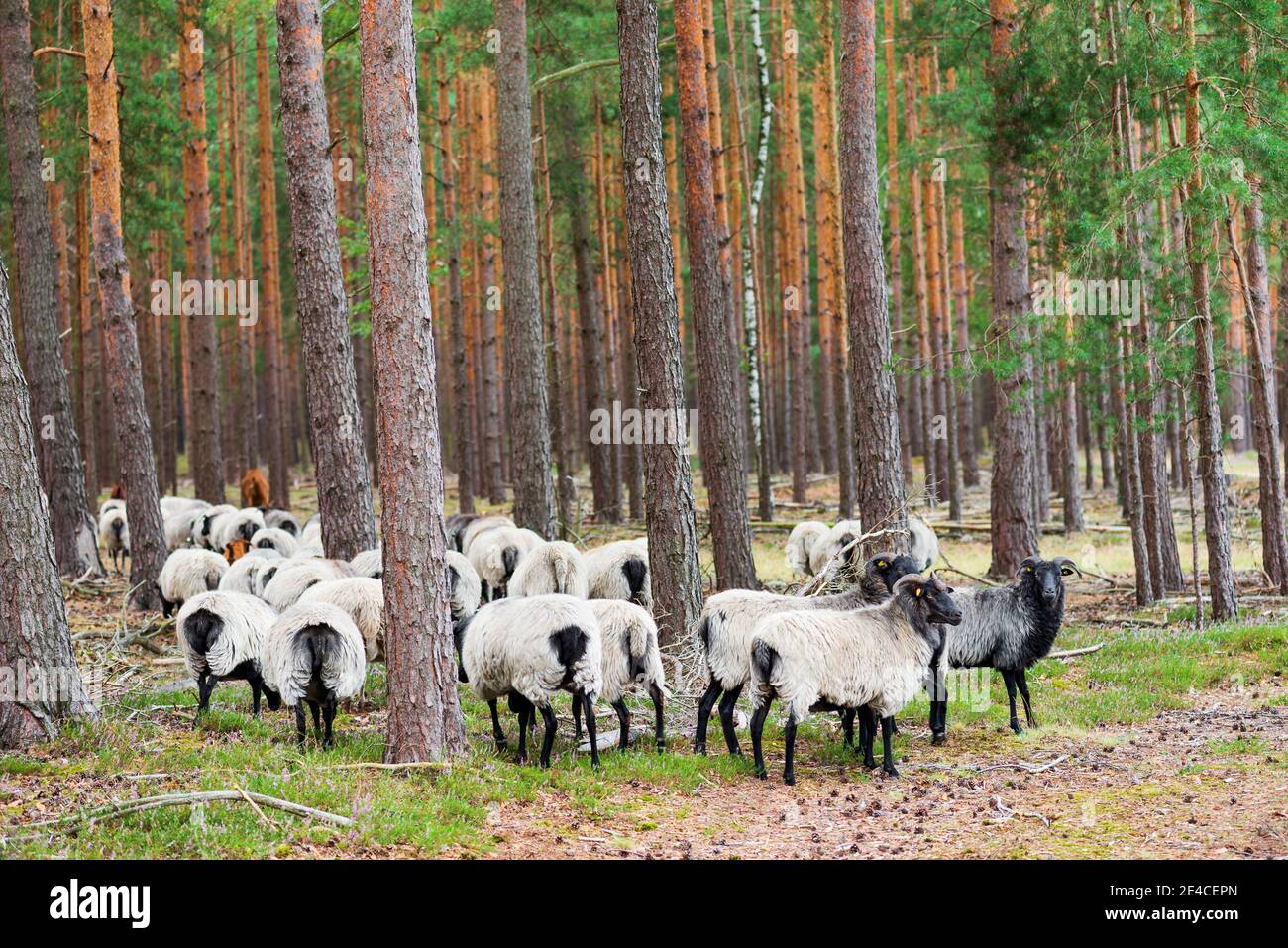 Goats and sheep in the Nemitzer Heide as landscape gardeners run through the pine trees Stock Photo