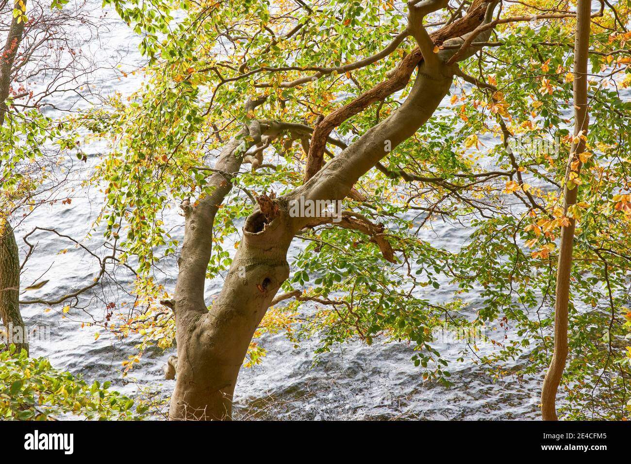 Page 6 Beech Wood Beechwood High Resolution Stock Photography And Images Alamy