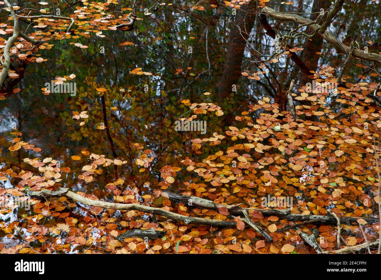 Water and leaves hi-res stock photography and images - Alamy