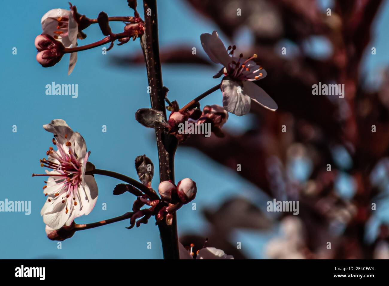 Rising bees hi-res stock photography and images - Alamy