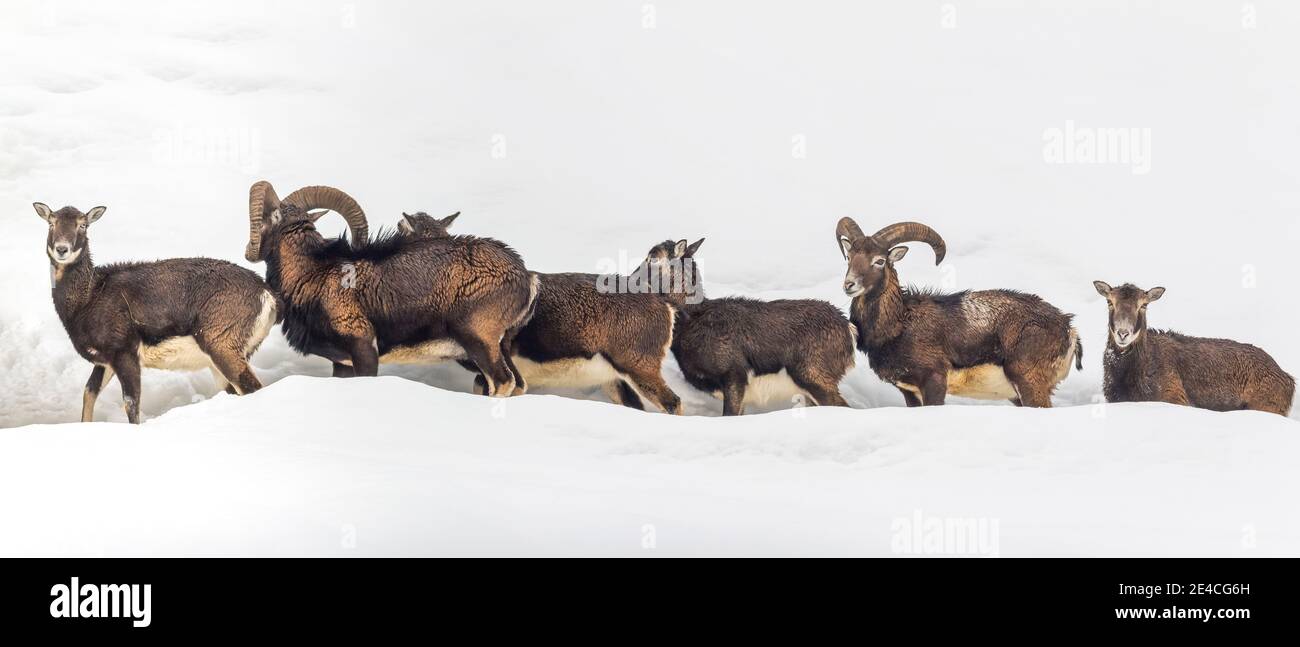 Europe, Italy, Veneto, Belluno, Agordino. Mouflon (ovis Musimon) group Stock Photo