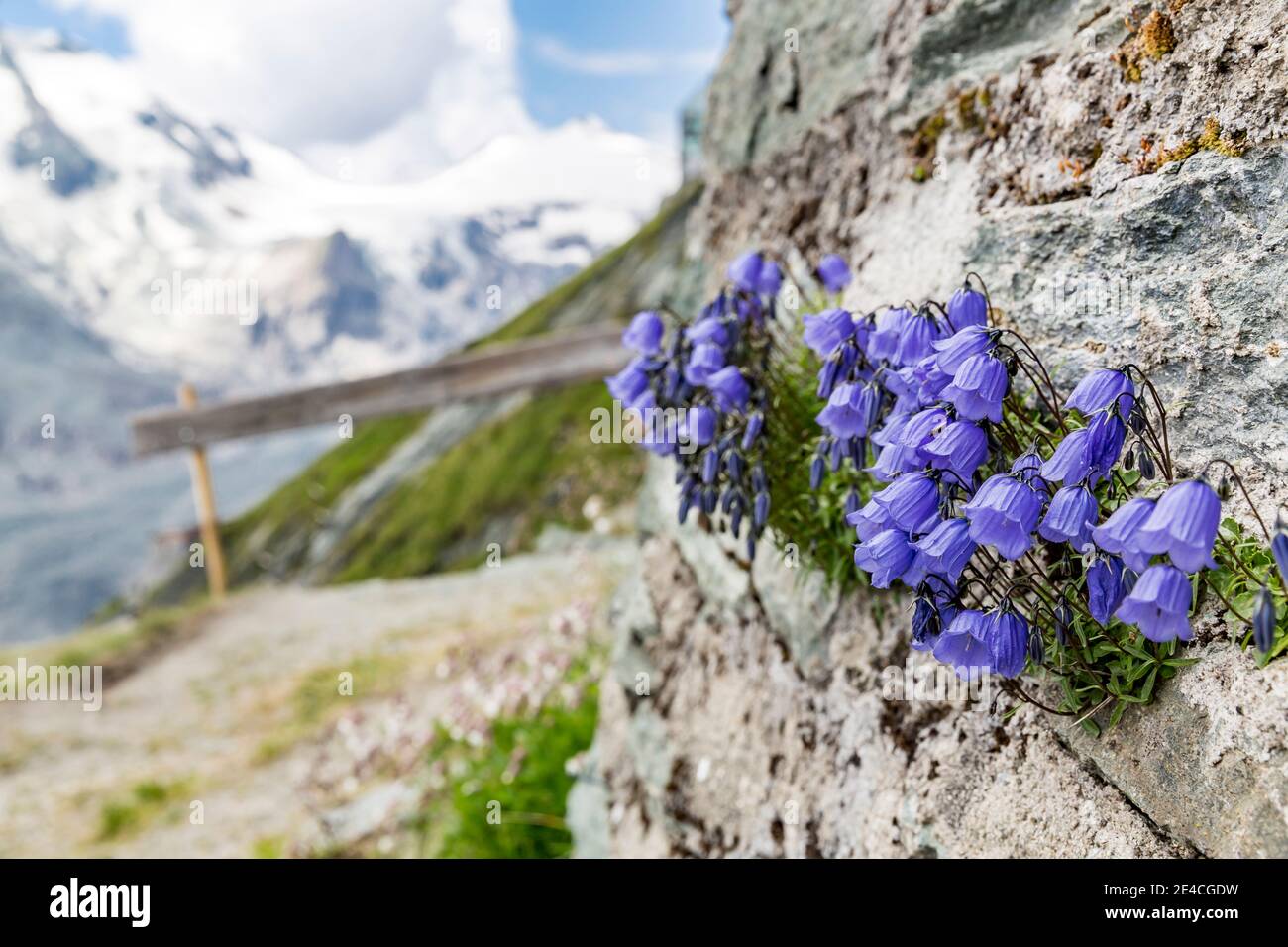 Bellflowers, (Campanula), Kaiser-Franz-Josefs-Höhe, Kaiser-Panoramaweg, Grossglockner area, Hohe Tauern National Park, Carinthia, Austria Stock Photo
