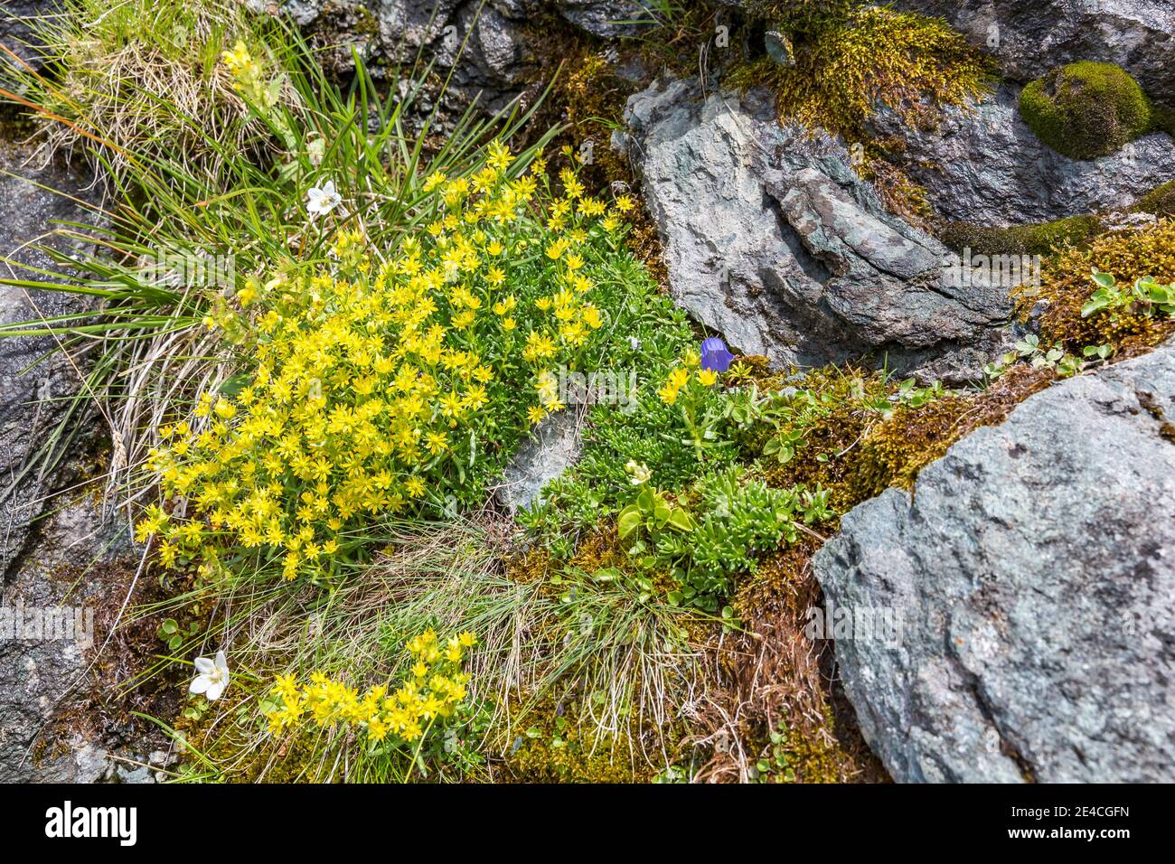 Stonefreak saxifrage, (Saxifraga aizoides), endangered alpine flower, Kaiser-Panoramaweg, Grossglockner area, Grossglockner High Alpine Road, Hohe Tauern National Park, Carinthia, Austria Stock Photo