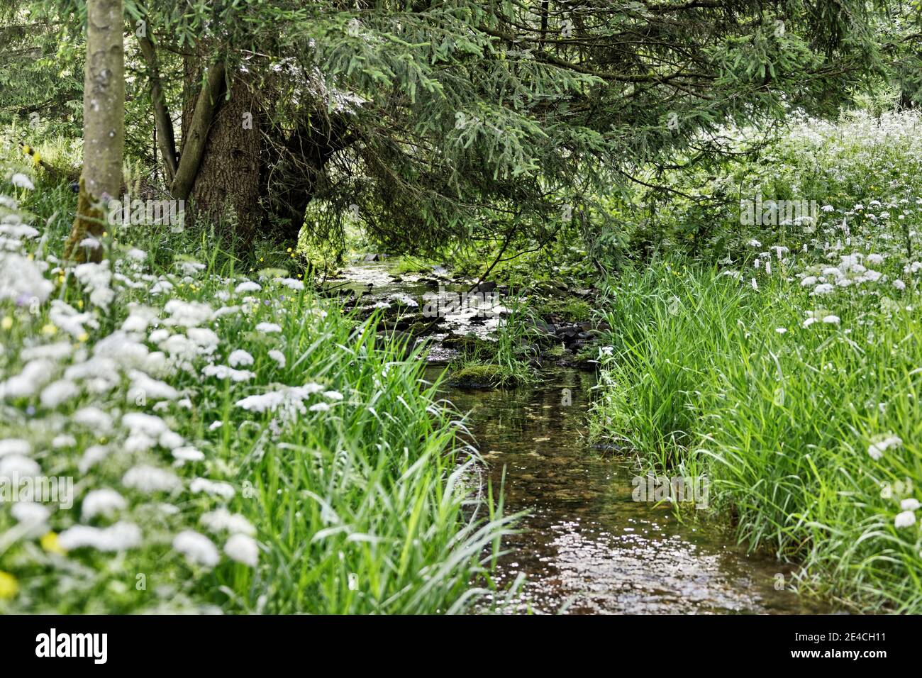 Brook and trees hires stock photography and images Alamy