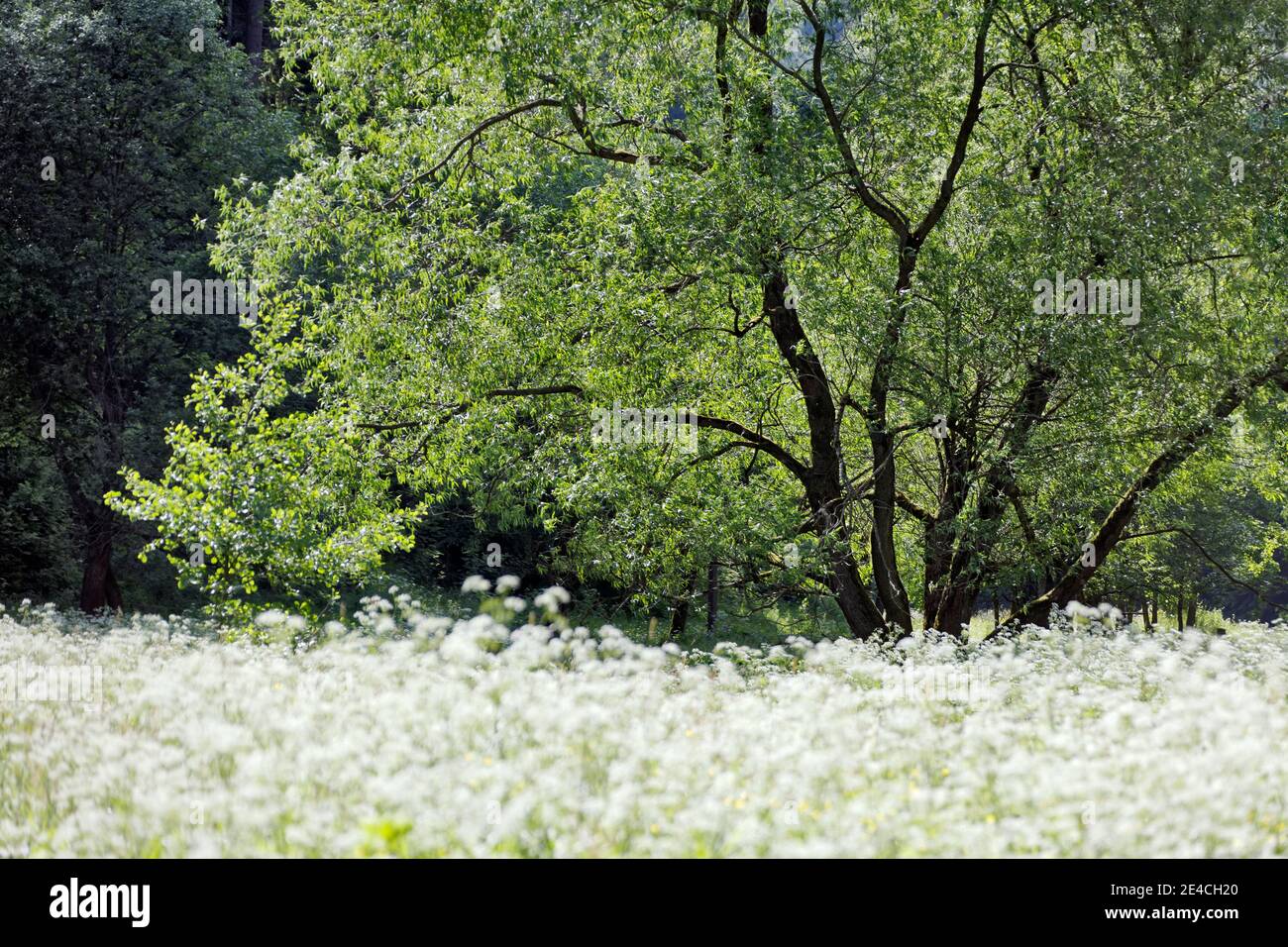 Germany, Thuringia, Gehren, floodplain, tree, meadow, blossoms, back light Stock Photo