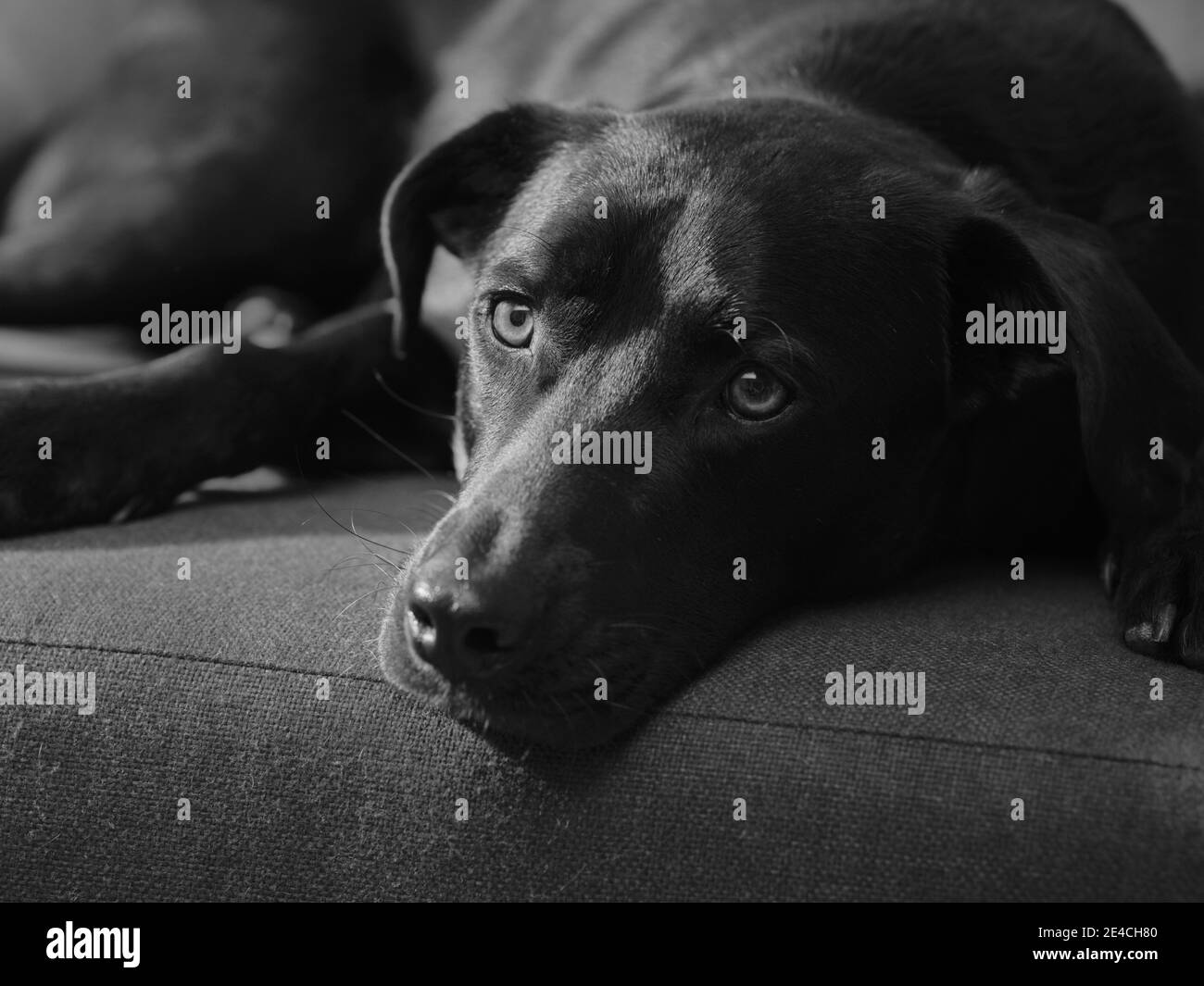 Faithful looking male dog, Labrador mix, on a sofa. Stock Photo