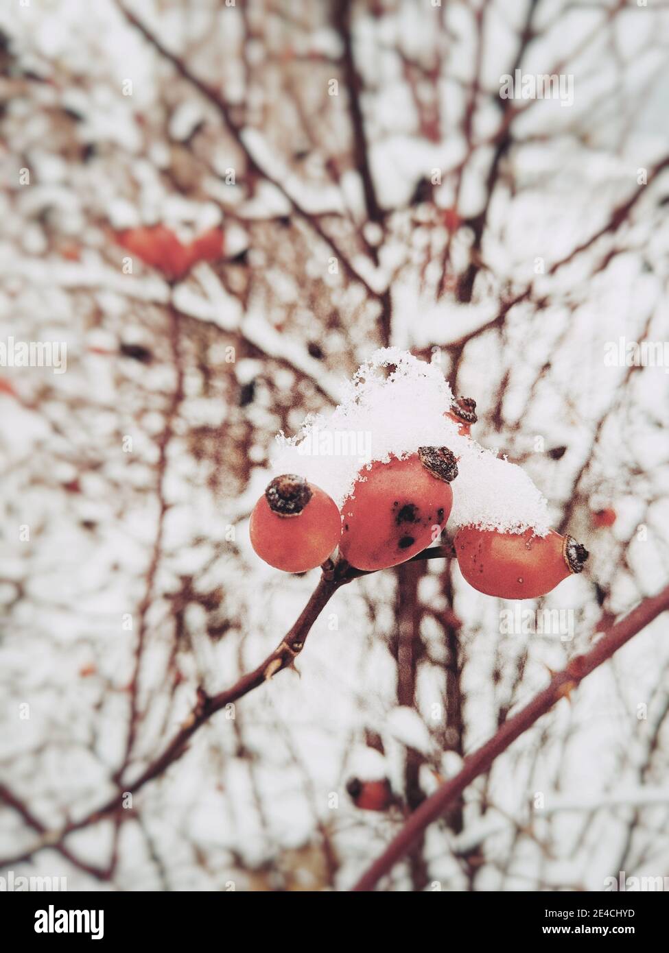 rose hips covered with snow Stock Photo