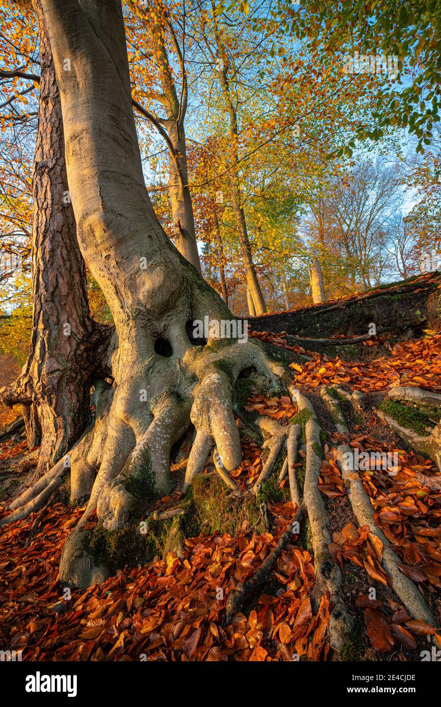Old Beech High Resolution Stock Photography and Images - Alamy
