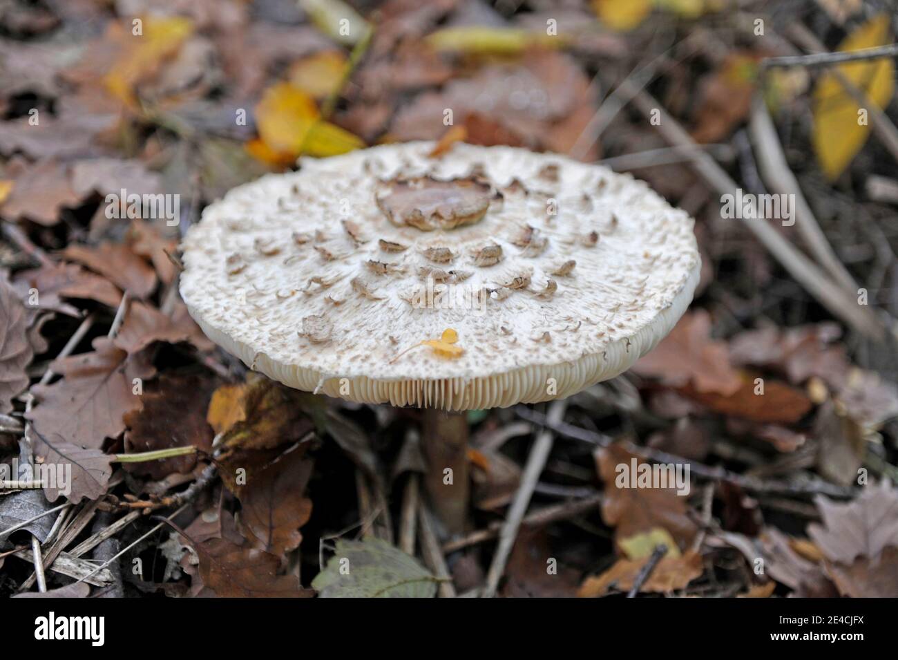 Giant umbrella mushroom, Macrolepiota procera, also Parasol, a good edible mushroom when young, but tasteless when old. Raw it is poisonous. Its conspicuously large hat becomes almost flat with age and can reach a diameter of 30 cm. Stock Photo