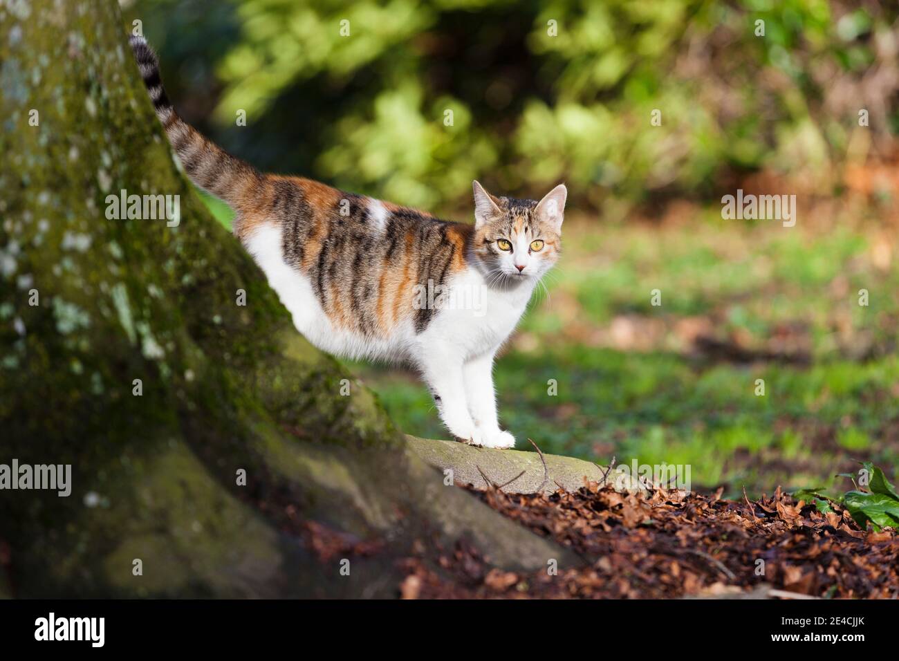 A small cat peeks out from behind the roots of an old beech tree Stock Photo