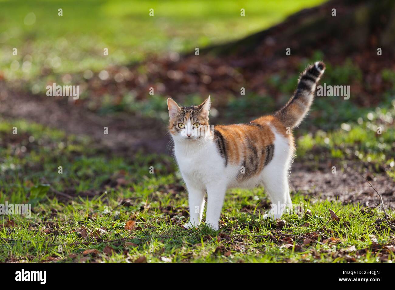 The little colorful cat out and about in the garden. Stock Photo