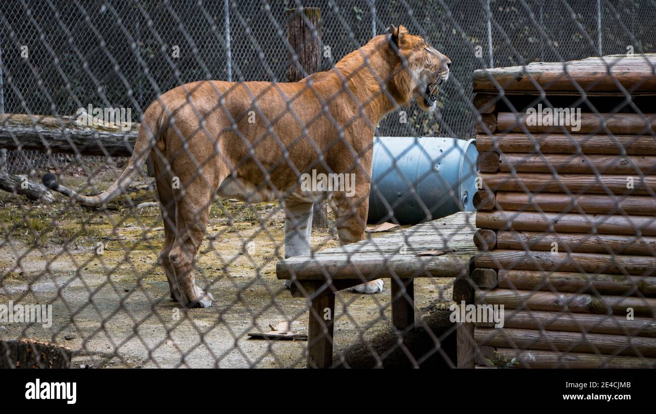 Tiger behind a zoo cage angry, and sad. Stock Photo