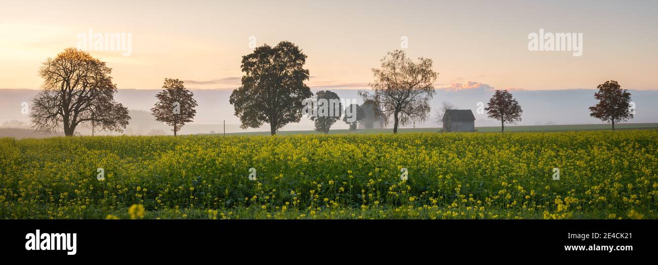 Rapeseed meadow in the morning Stock Photo