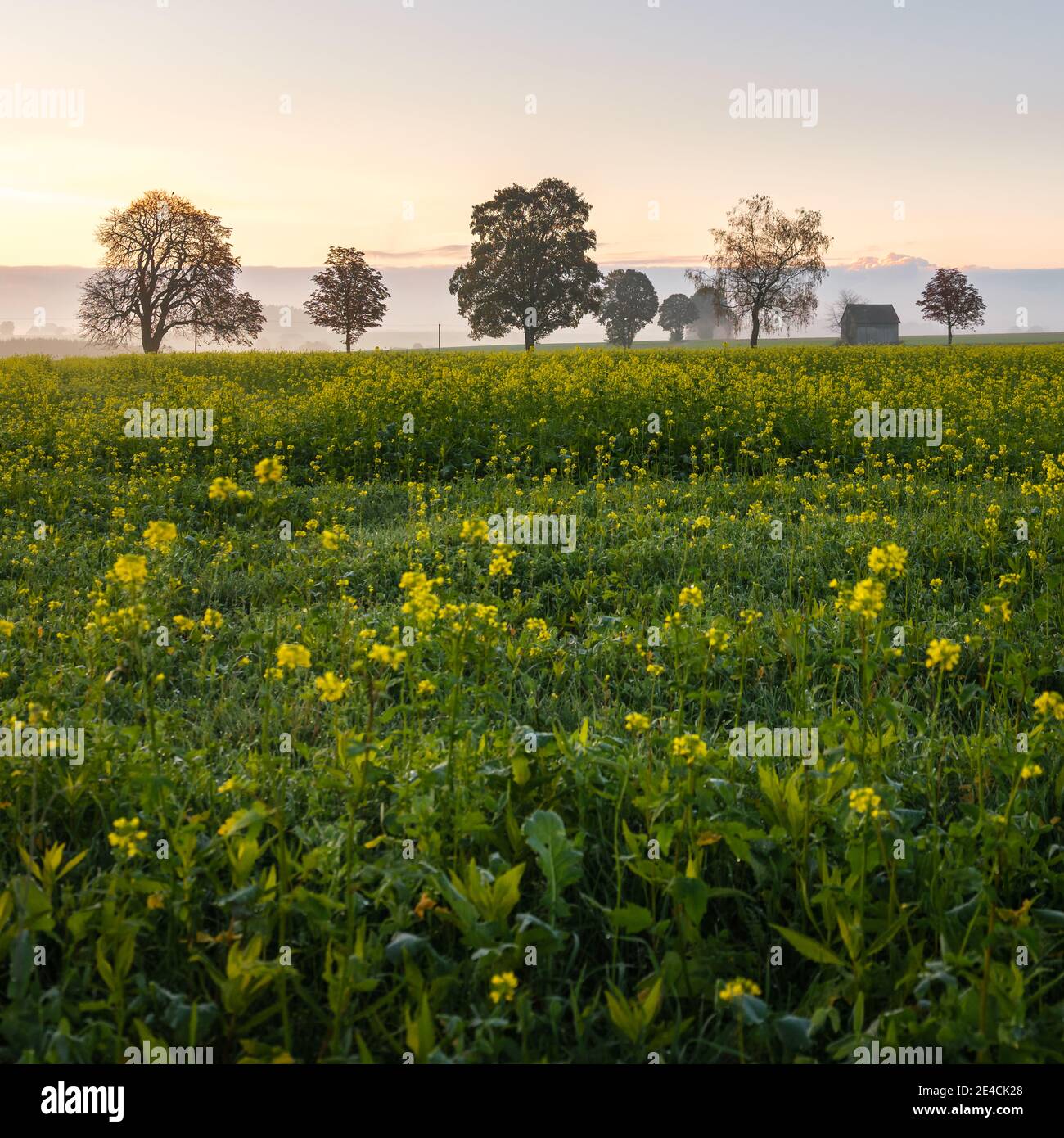 Rapeseed meadow in the morning Stock Photo