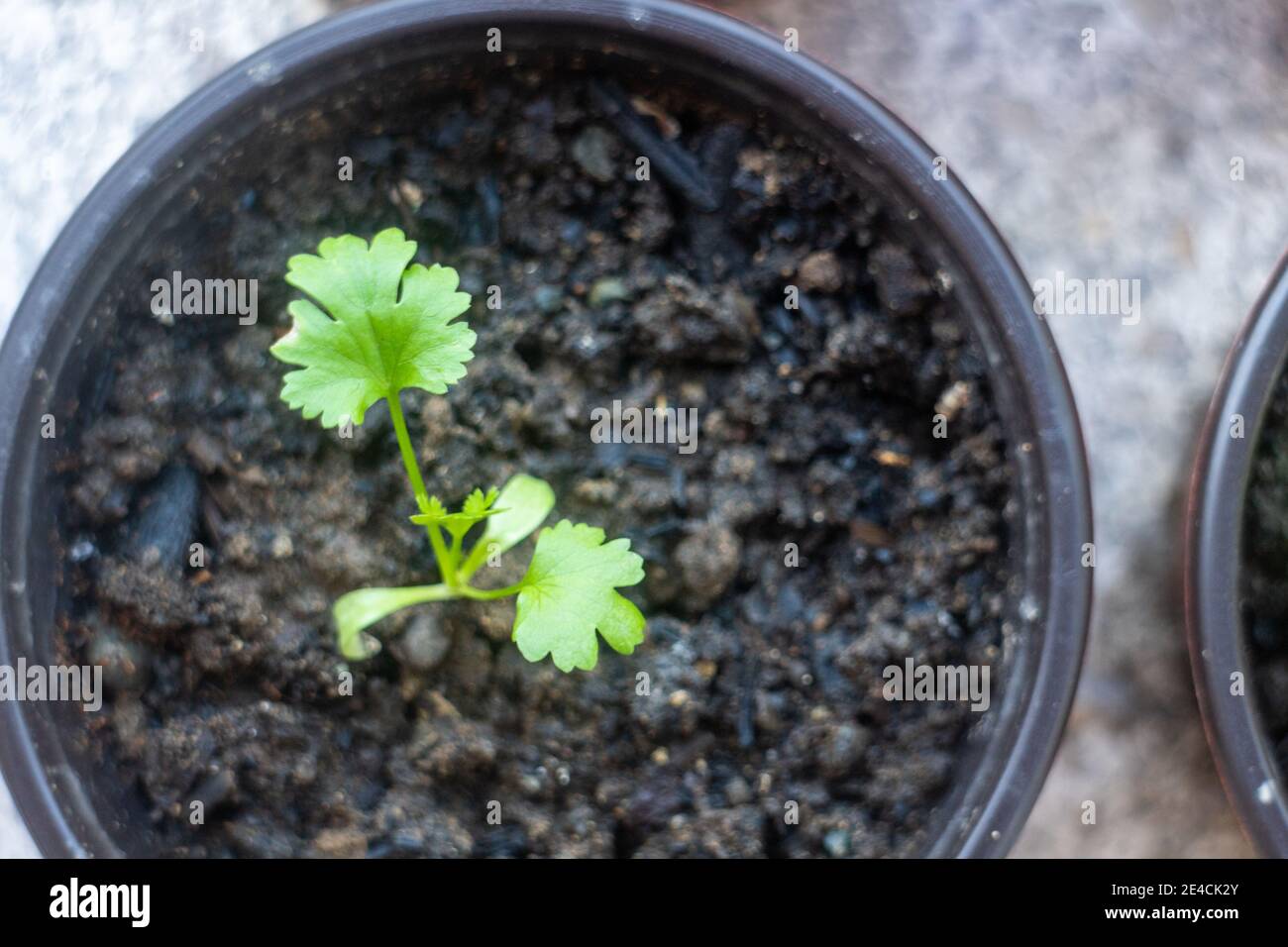 Young Cilantro Plant