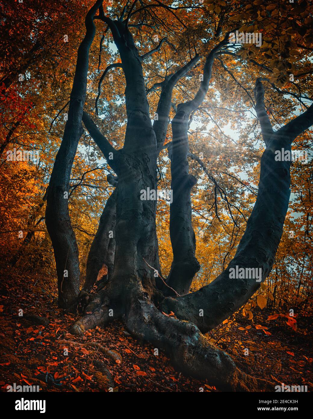Vertical tree panorama in autumn mood Stock Photo