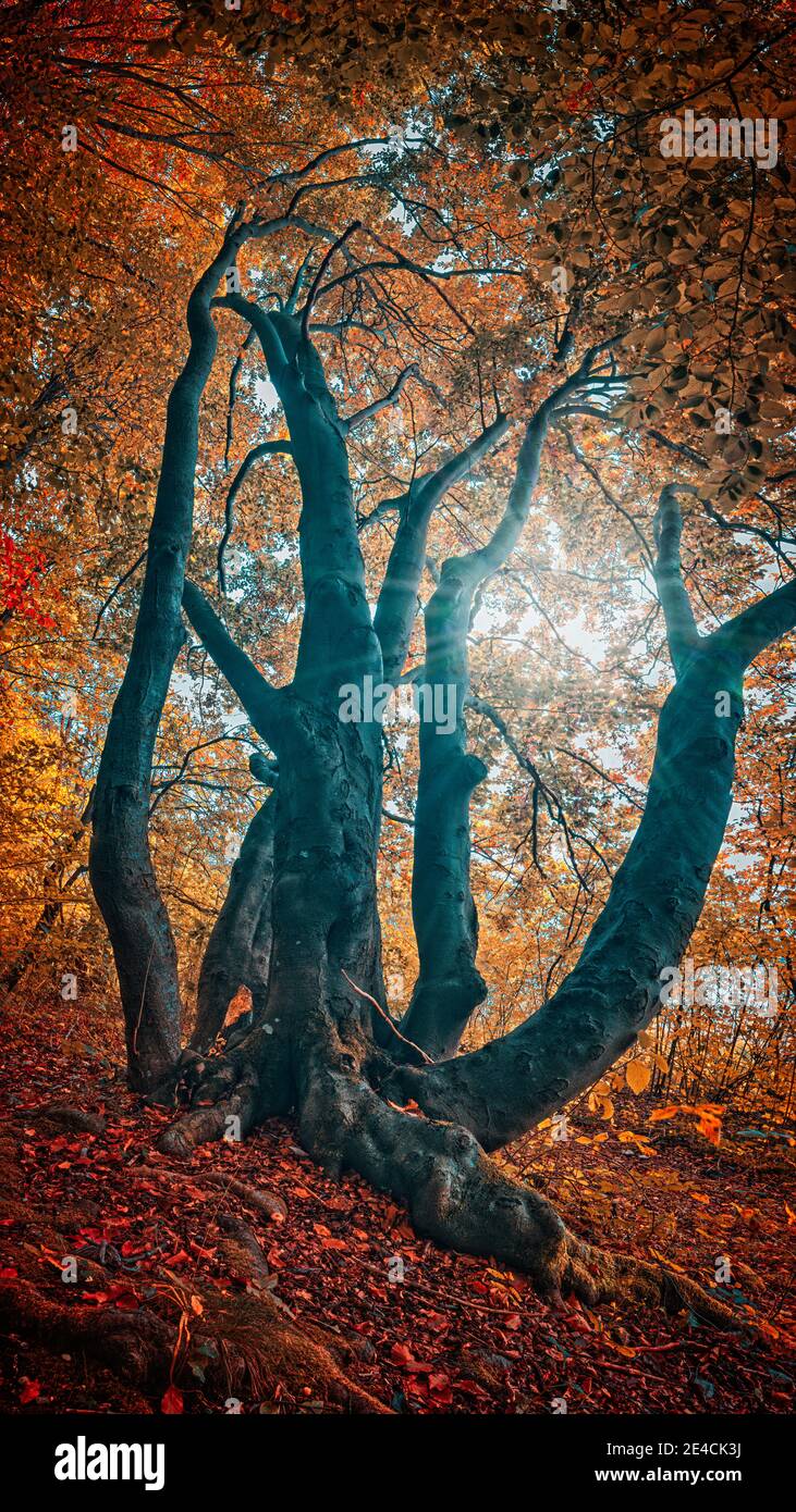 Vertical tree panorama in autumn mood Stock Photo