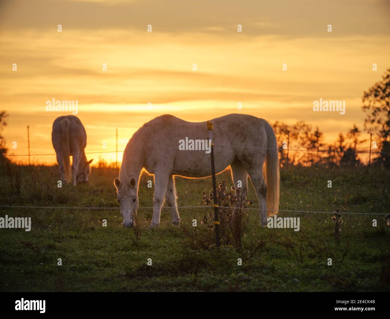 Horse on pasture at sunset Stock Photo