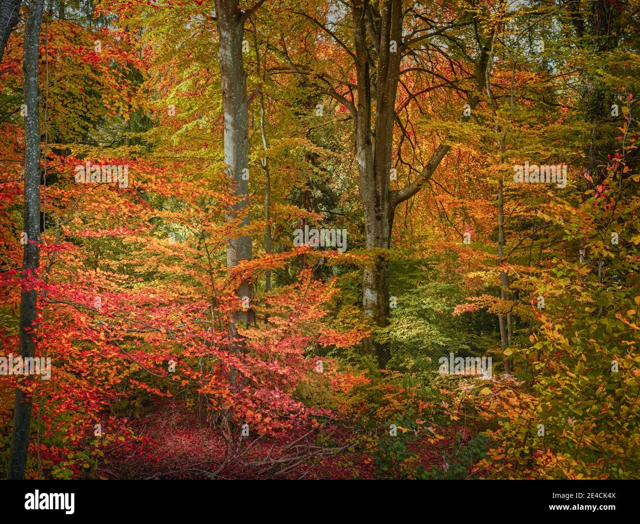 Colorful mixed forest in autumn Stock Photo