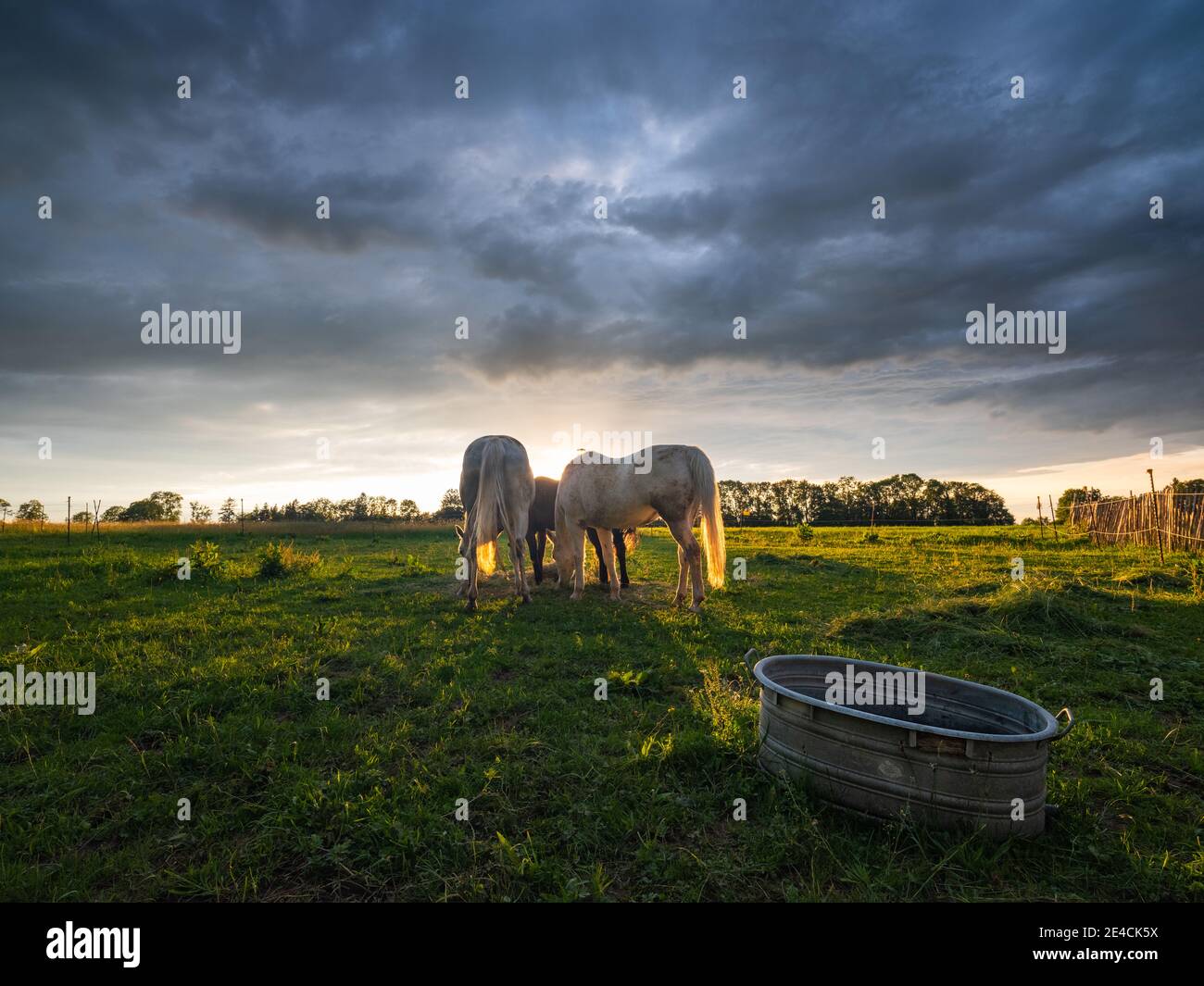 Horses in the pasture at sunset in summer Stock Photo