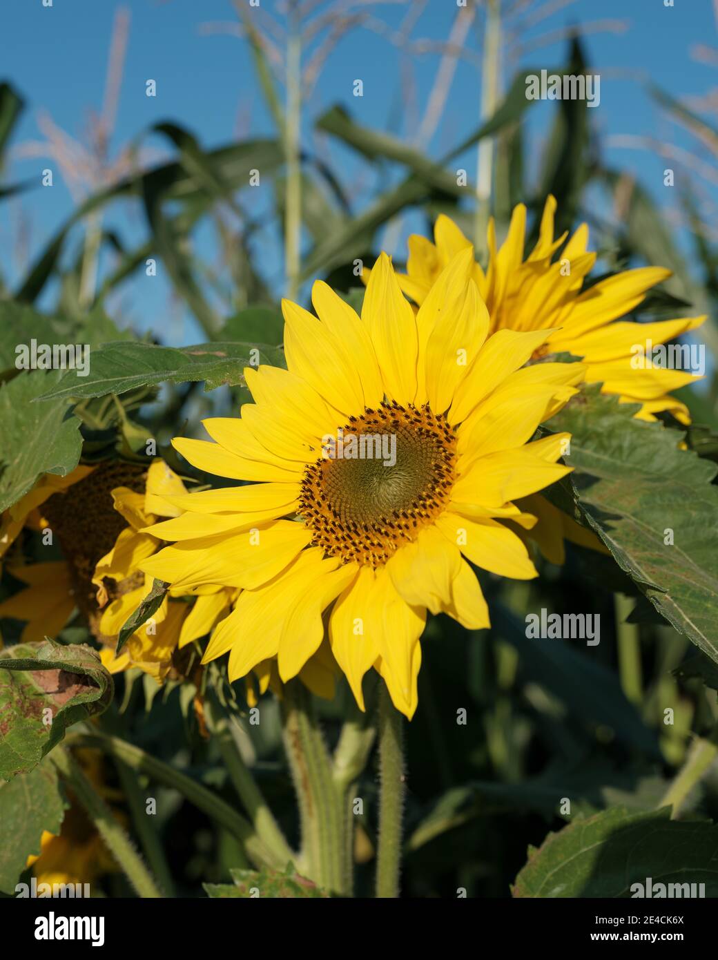 Sunflowers in a corn field Stock Photo