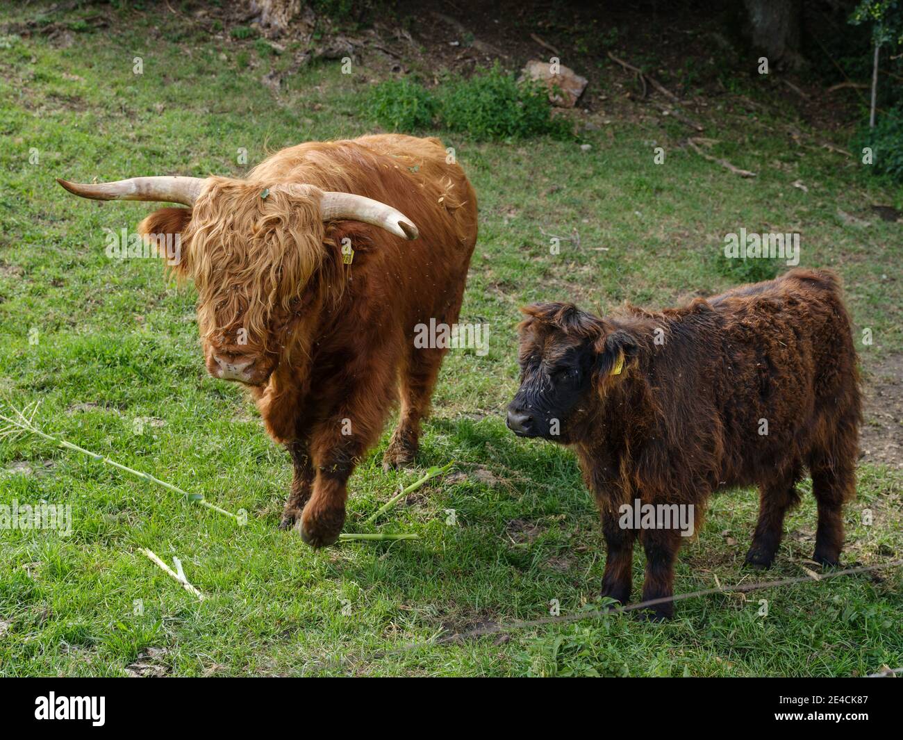 Longhorn family on the pasture Stock Photo