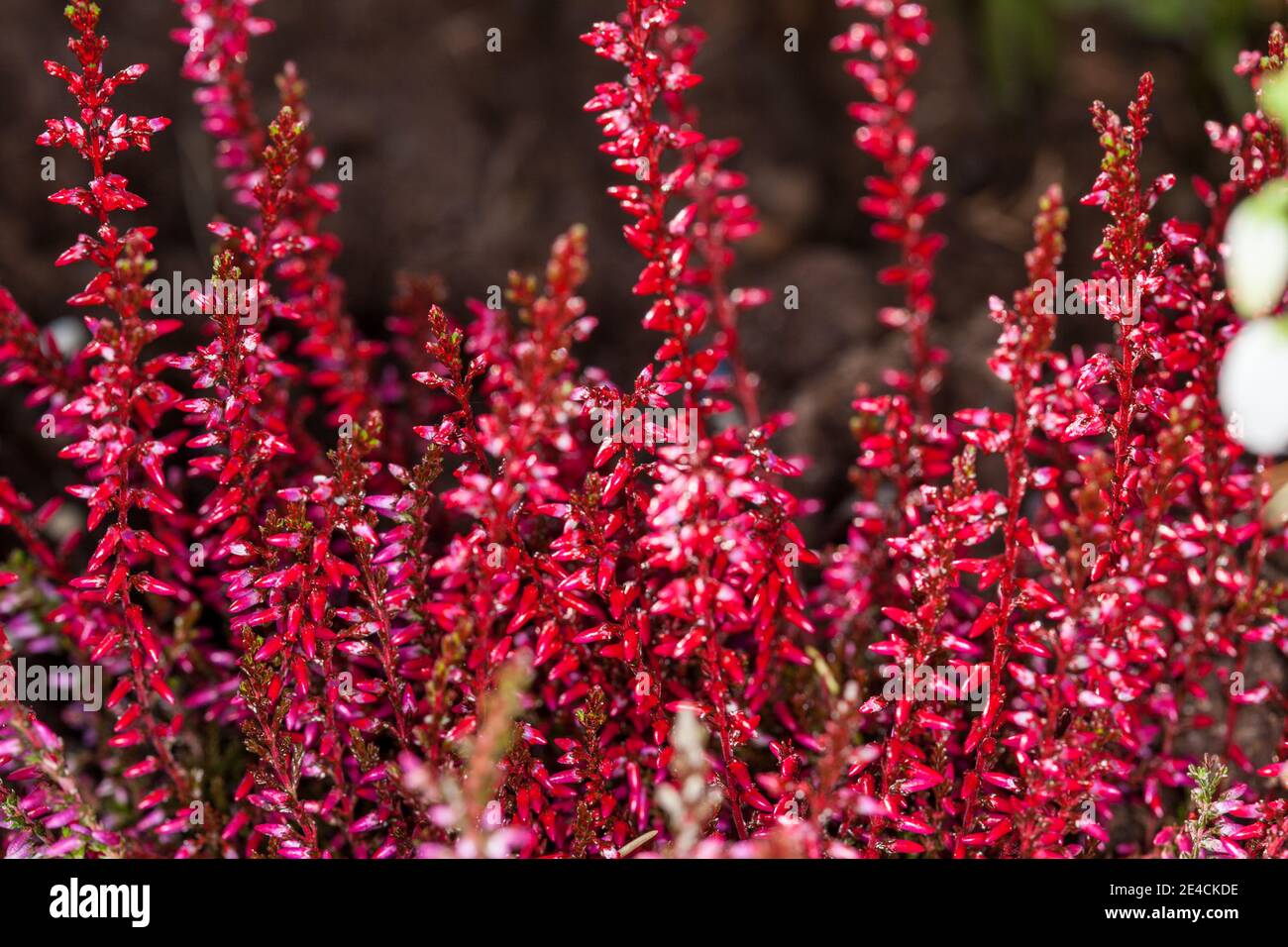 Pink bell heather, Höstljung (Erica gracilis ) Stock Photo