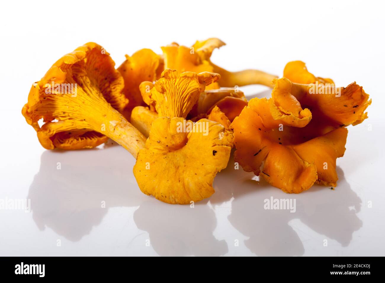 Chanterelle, Kantarell (Cantharellus cibarius) Stock Photo