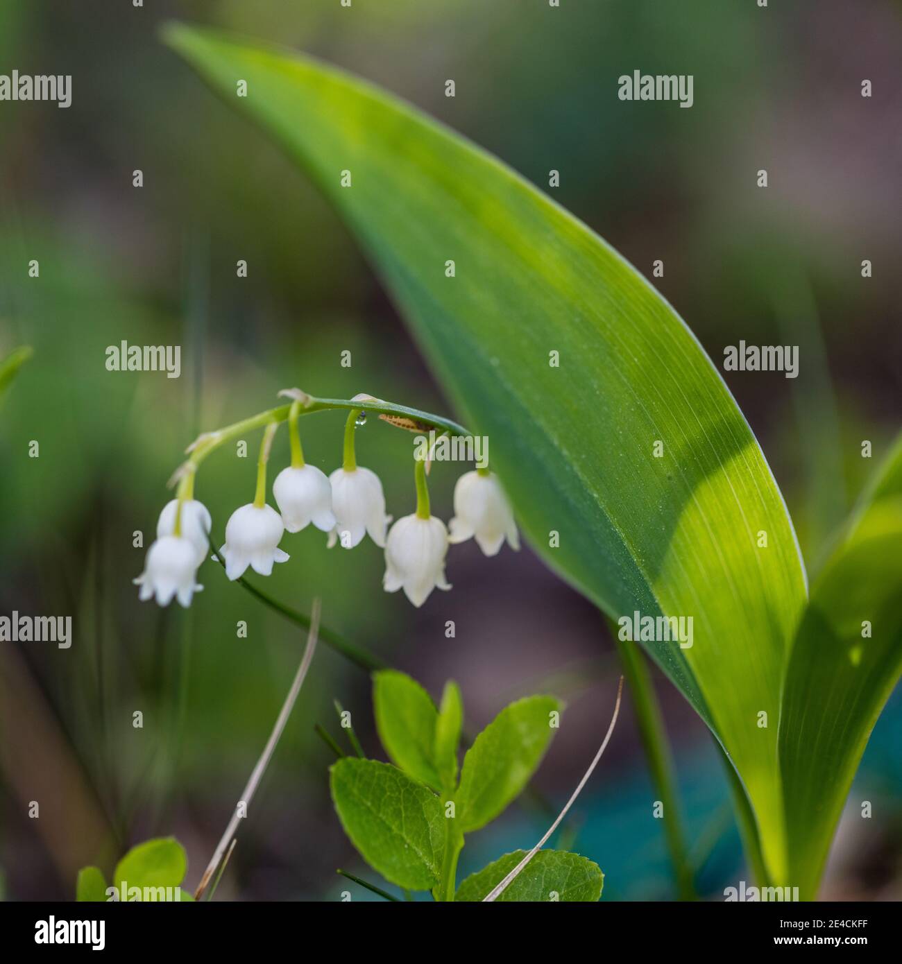 Lily of the Valley, Liljekonvalj (Convallaria majalis) Stock Photo