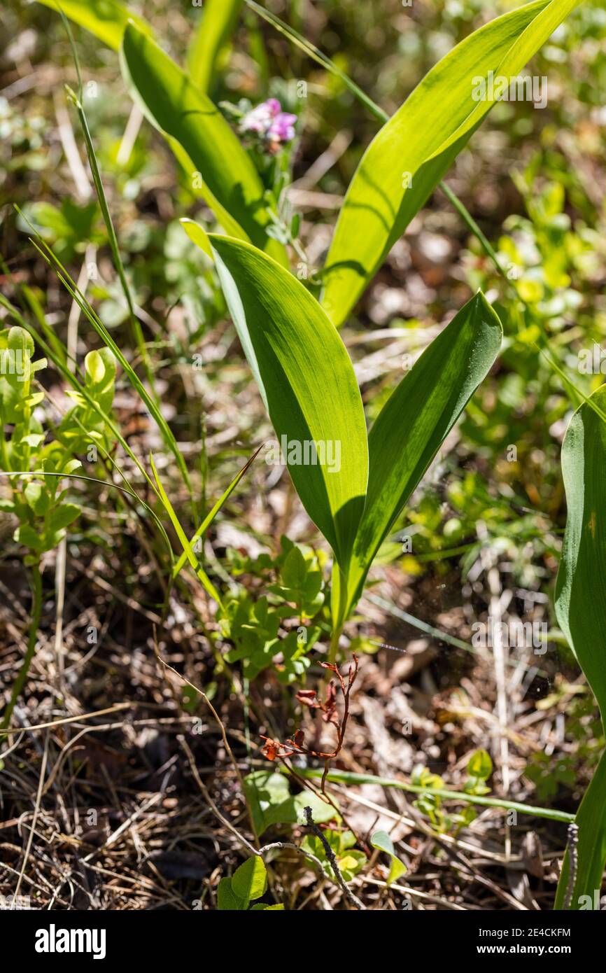 Lily of the Valley, Liljekonvalj (Convallaria majalis) Stock Photo