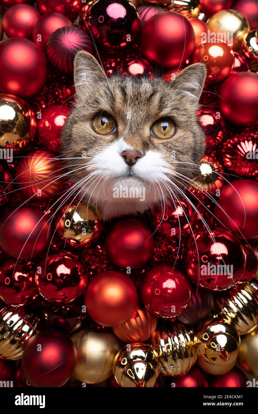 beautiful curious cat surrounded by red and golden christmas baubles looking at camera with copy space Stock Photo