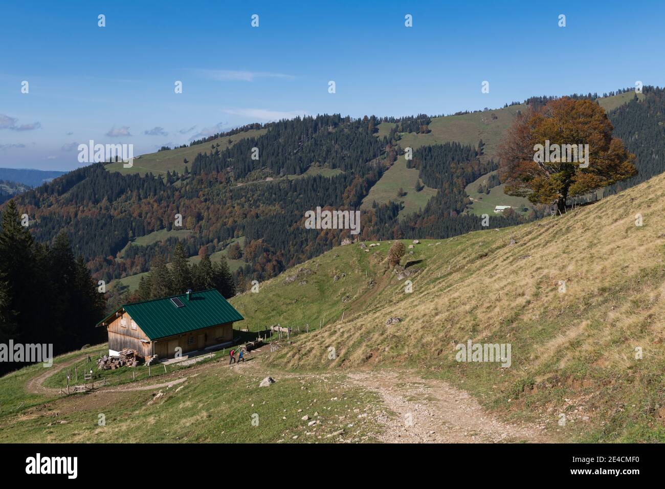 Europe, Germany, Bavaria, Allgäu, Oberstaufen, hiking trail to the Hochgrat, Alm Stock Photo