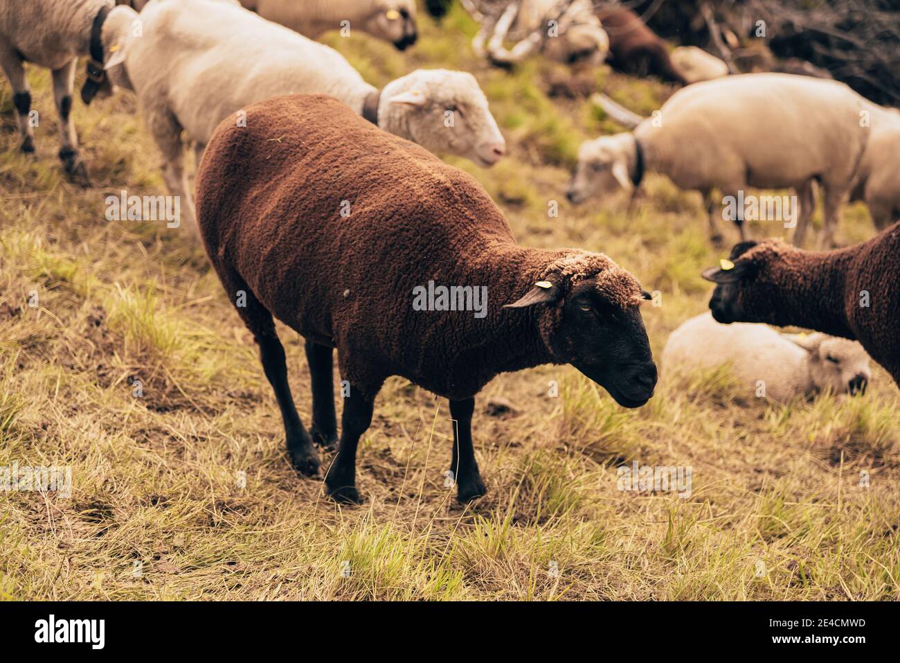 Flock of sheep grazing in the mountains Stock Photo - Alamy