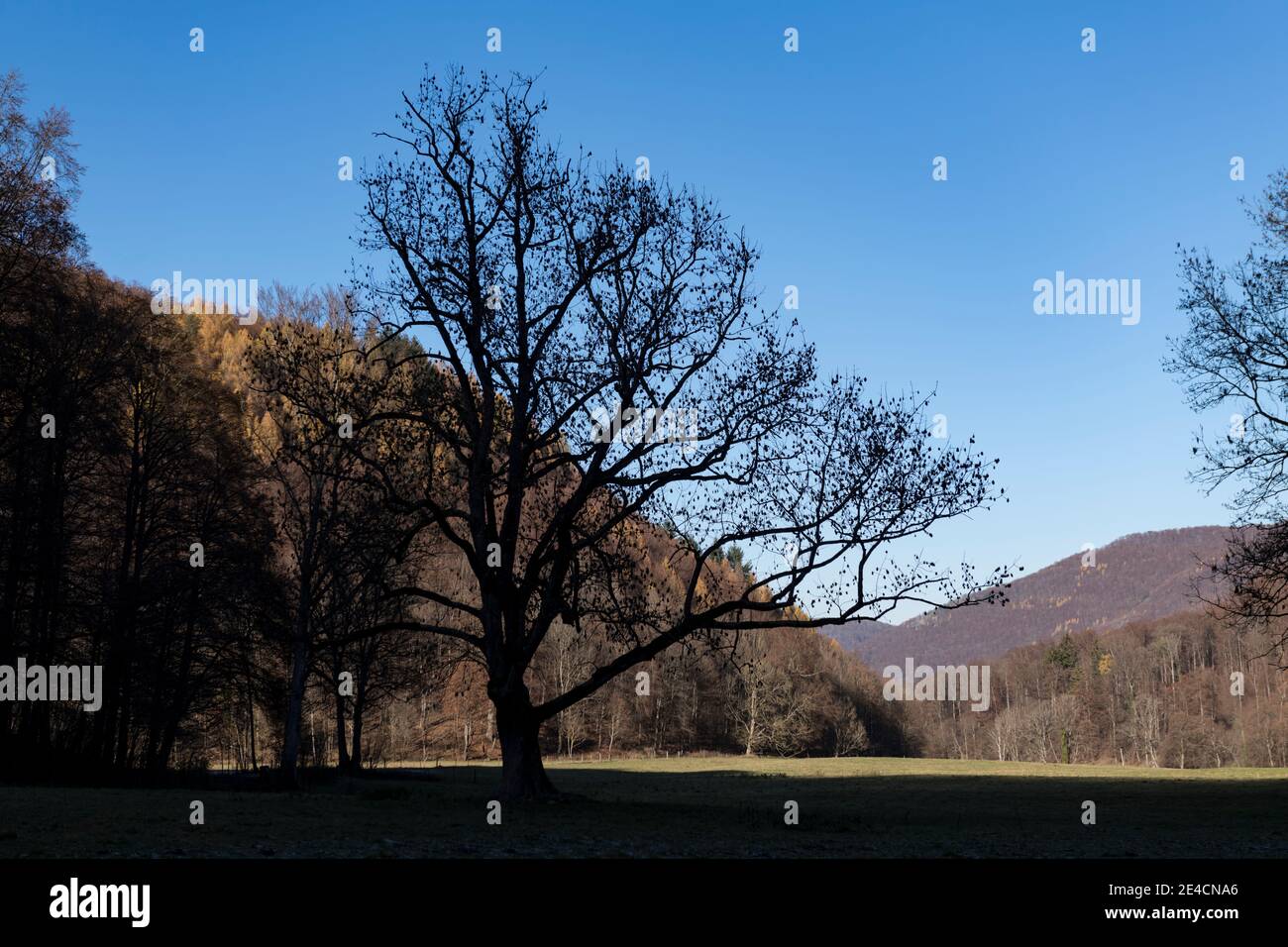 Europe, Baden-Wuerttemberg, Swabian Alb, biosphere area, Bad Urach, tree in the shade in the valley at the Urach waterfall Stock Photo