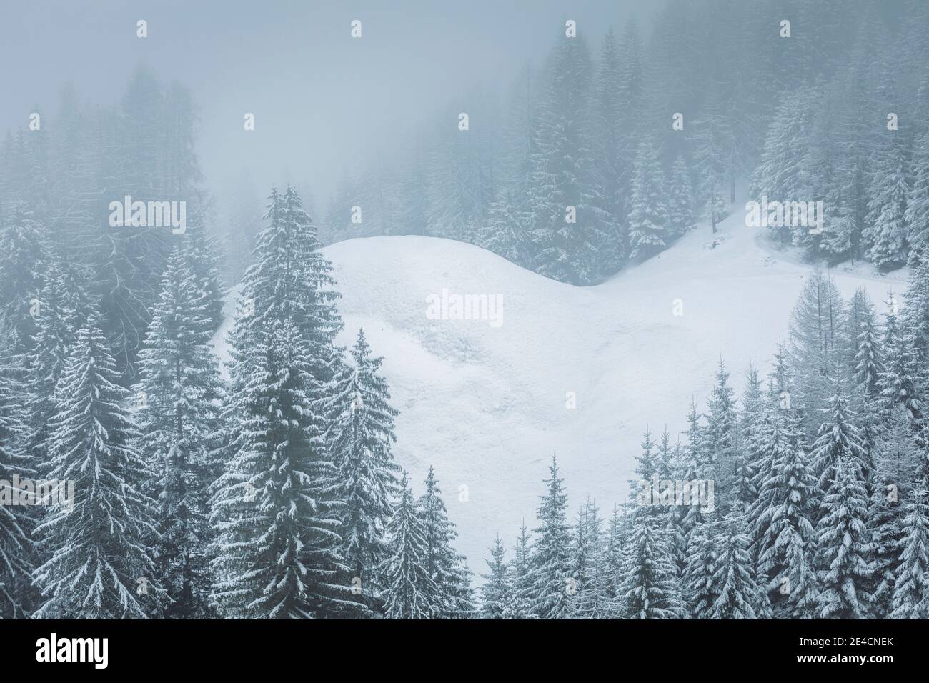 Italy, Veneto, Belluno, Agordino, evergreen trees covered with snow, winter forest, foggy morning in Dolomites Stock Photo