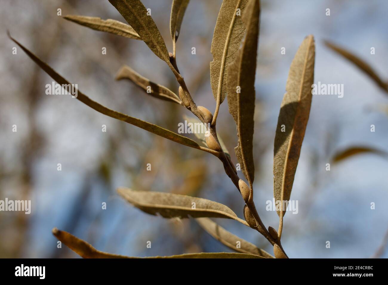 Dormant trichomatic flower buds, Arroyo Willow, Salix Lasiolepis, Salicaceae, native, Bluff Creek Trail, Southern California Coast, Winter. Stock Photo
