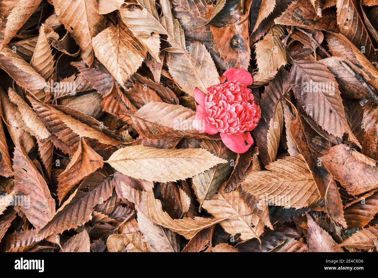 A red camelia flower in autumn leaves in a Japanese garden. Stock Photo