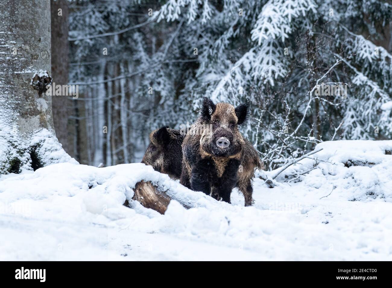 Wild boars in the snow Stock Photo Alamy